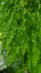 Moringa, leaves (Moringa oleifera Lamk.) Natural Green Moringa leaves in the Garden, green background.	
