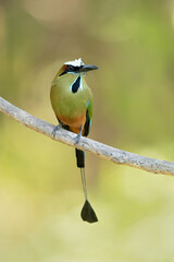 The turquoise-browed motmot (Eumomota superciliosa) also known as Torogoz, is a colourful, medium-sized bird of the motmot family