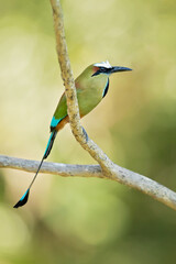 The turquoise-browed motmot (Eumomota superciliosa) also known as Torogoz, is a colourful, medium-sized bird of the motmot family