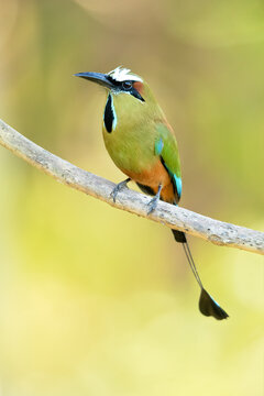 The turquoise-browed motmot (Eumomota superciliosa) also known as Torogoz, is a colourful, medium-sized bird of the motmot family