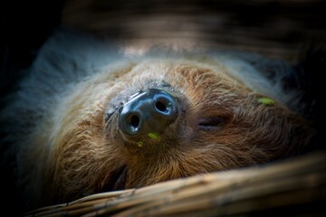 Linnaeus's two-toed sloth © Valens_sto