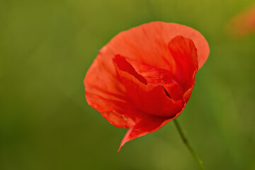 Fototapeta premium Mohnblume - Mohnblüte