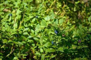 Blueberries on a bush