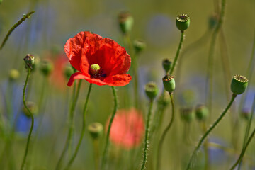 Mohnblume - Mohnbl&uuml;te