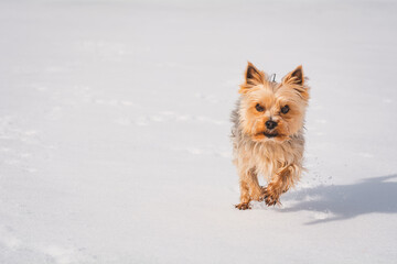 Mini Yorkshire Terrier im Schnee