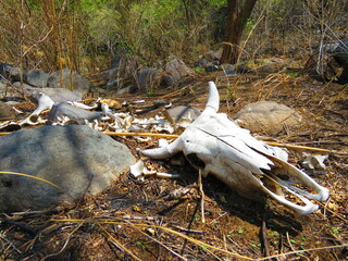 bony remains of cattle
cow bones and skull with horns found in the forest
