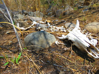 bony remains of cattle
cow bones and skull with horns found in the forest
