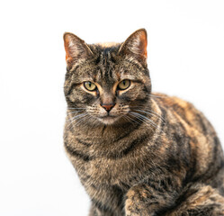 Large Portrait of a beautiful Tabby Cat with a pretty coat and striking green eyes, looking...