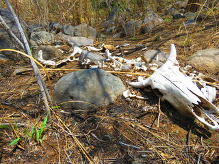 bony remains of cattle
cow bones and skull with horns found in the forest
