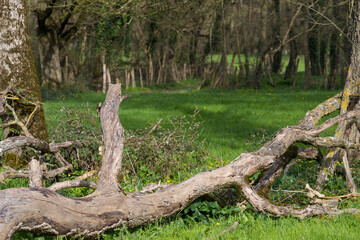 arbre mort dans un champ