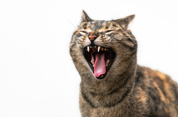Large closeup of a Tabby Cat letting out a big yawn with a meow against a natural white wall background.