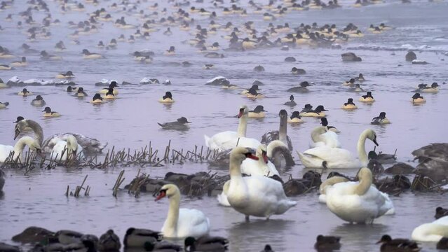 Plenty of goosanders, mute swans, mallards in the cold winter morning, floating.
