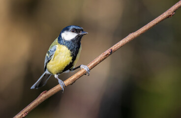 Obraz premium Great Tit on twig