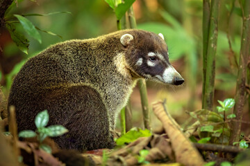 Obraz premium The white-nosed coati is distributed from southeastern Arizona and New Mexico through Mexico and Central America; in Colombia
