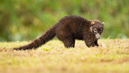 The white-nosed coati is distributed from southeastern Arizona and New Mexico through Mexico and Central America; in Colombia