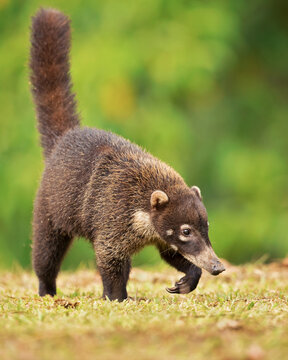 The white-nosed coati is distributed from southeastern Arizona and New Mexico through Mexico and Central America; in Colombia