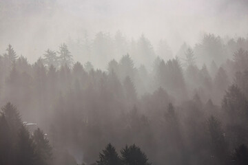 fog in the mountains