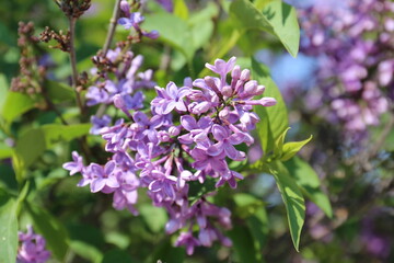 Branch of blooming lilac close up