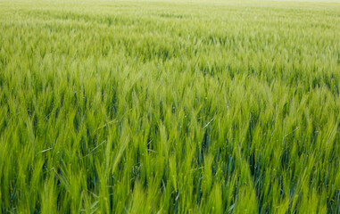 Wheat field and countryside scenery