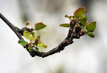 detail of apple tree branch with bud