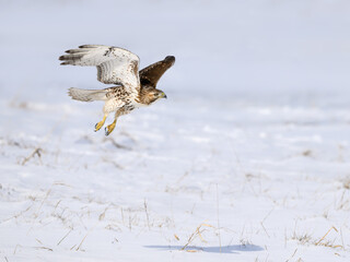 Red-Tailed Hawk Taking Off from Snow Hill in Winter
