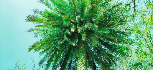 Obraz premium Palm Tree With Blue Sky Background.