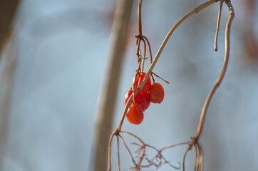 Fototapeta na wymiar Red Berries in the Winter