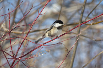 A Black-capped Chickadee on a Red Branch