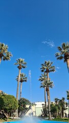 Fototapeta premium Savona, Italy - February 12, 2022: Panorama of the blue sea, light above the water, ocean sunrise. Some little waves in winter days. Long trees near the beach.