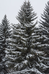 Snow-covered Trees in a Park