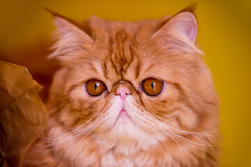 Red Persian exotic cat in front of yellow background