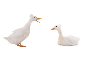 two white duck isolated on a white background.