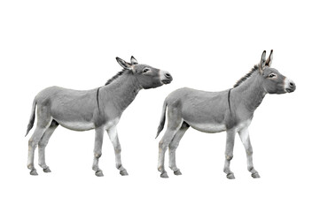 Two Donkey isolated on white background.