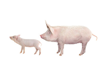 big pig and piglet isolated on white
