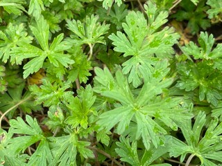 close up of a green plant