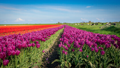 Pola purpurowych tulipanów. Wiosenne kwiaty, w oddali pasące się krowy. Wiejski krajobraz w piękny słoneczny dzień. © Aga Bak