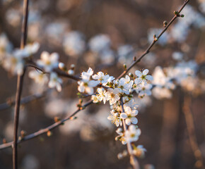 Apricot tree in bloom. Spring seasons. White flowers of blooming apricot tree
