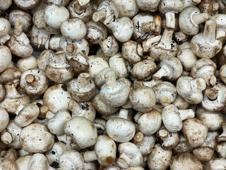 Bulk mushrooms for sale in the market