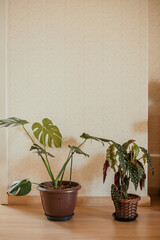 plantas dentro de casa 1