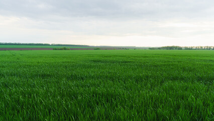 Green young agriculture countryside fields