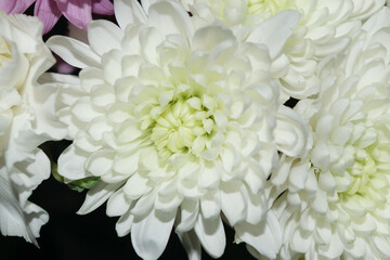 Vivid White Flower