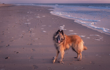 Brązowy, wesoły pies na plaży. Kolory ciepłe od zachodzącego słońca. Spienione fale, piękny...