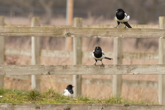 3 Magpies