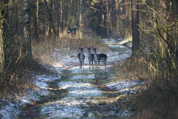 Trzy sarny stoją na lesne drodze