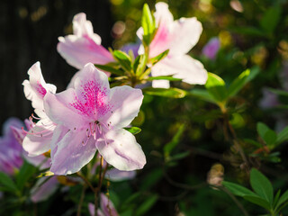 Blooming pink and white azalea flowers with natural green background.