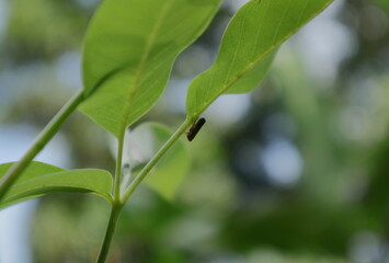 A tiny insect under a Vitex Negundo plant leaf