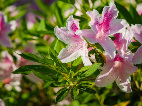 Blooming pink and white azalea flowers with natural green background.