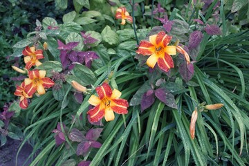 red and yellow flowers