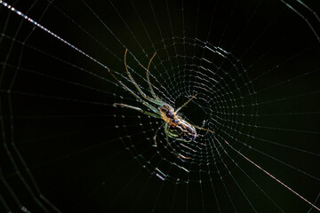 Spider on the web with a black background