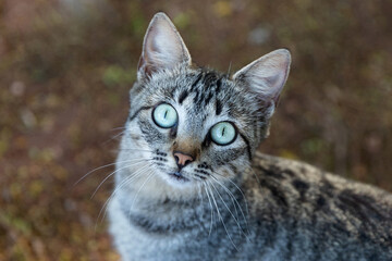 A domestic cat with a brown background